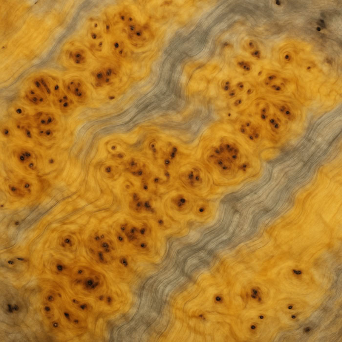 chestwood burl